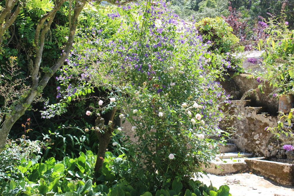 Quinta De Sao Tadeu Hotel Sintra Eksteriør billede